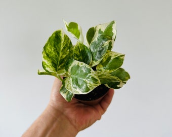 Pothos Pearls and Jade - Starter Plants - Variegated Epipremnum - Live Houseplant in 3” Pot