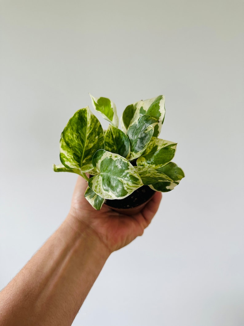 BrumleyandBloom Pothos Pearls and Jade Plant - Thumbnail 2