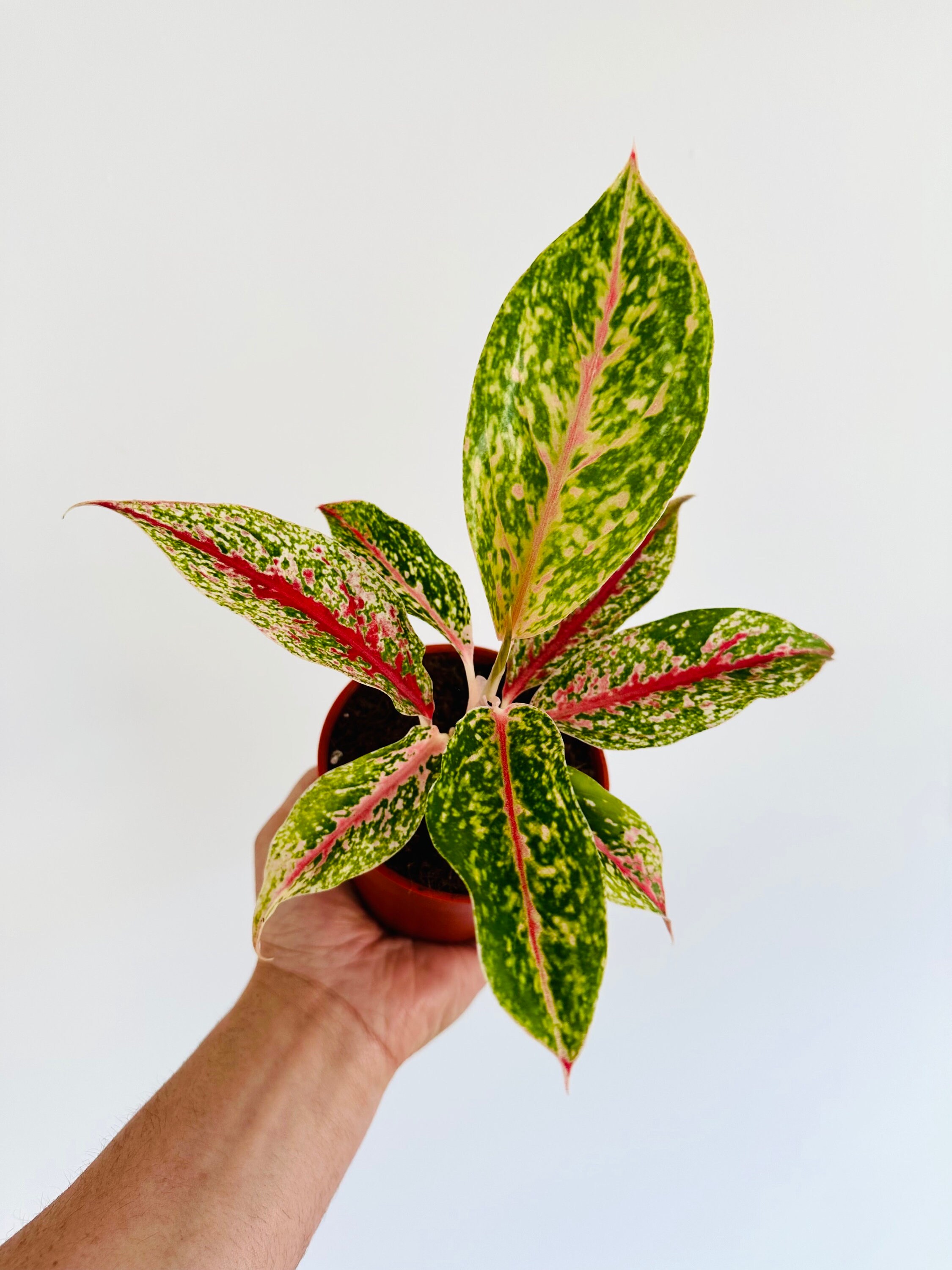 Aglaonema 10 Karat: Variegated Chinese Evergreen, 4