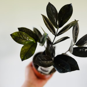 May include: A potted black plant with dark green leaves. The plant is being held by a hand.
