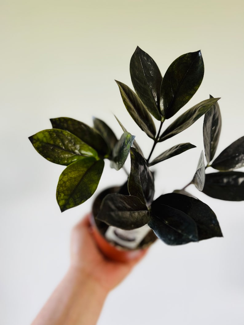 May include: A potted black plant with dark green leaves. The plant is being held by a hand.