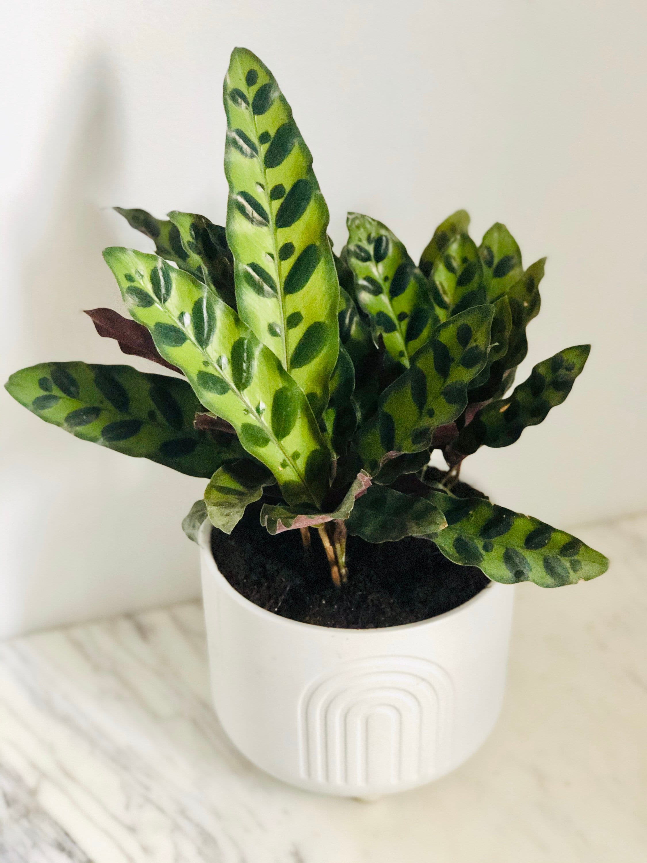 Rattlesnake Calathea Lancifolia Multiple Sizes Etsy