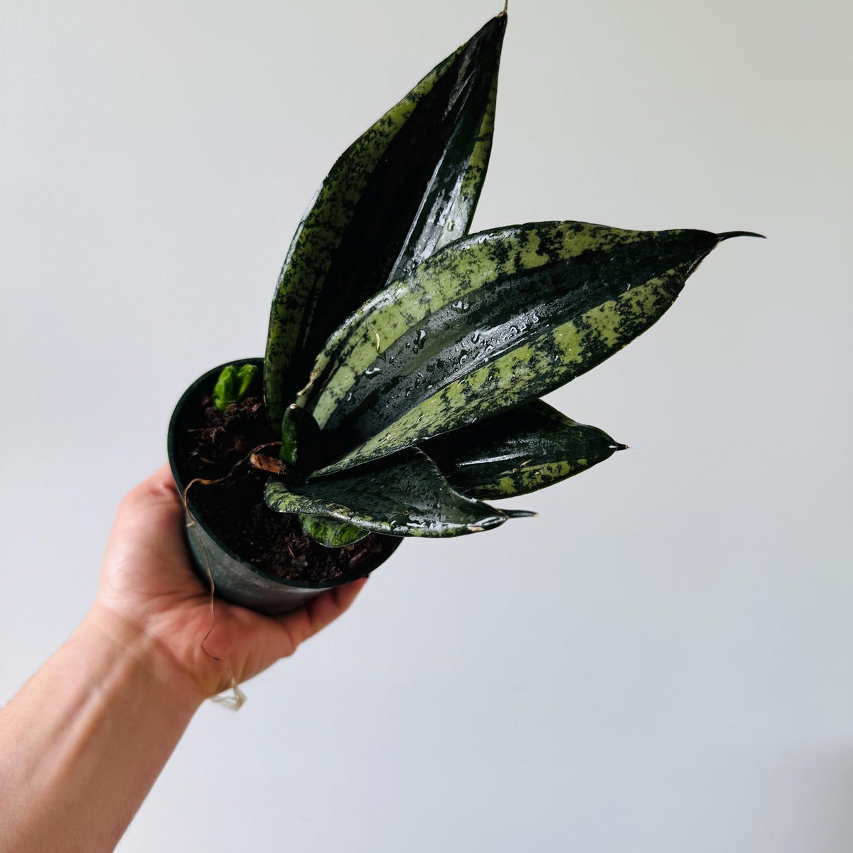 Sansevieria Whitney - Silver Flame Snake Plant - Black Houseplants - Easy Houseplants - Live Plant in 4” Pot
