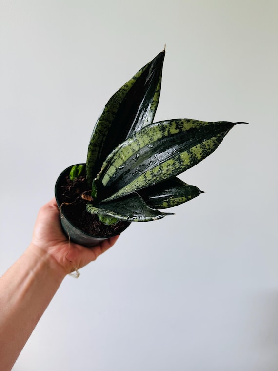 Buy Sansevieria Whitney: Silver Flame Snake Plant in 4" Pot Online in India  - Etsy