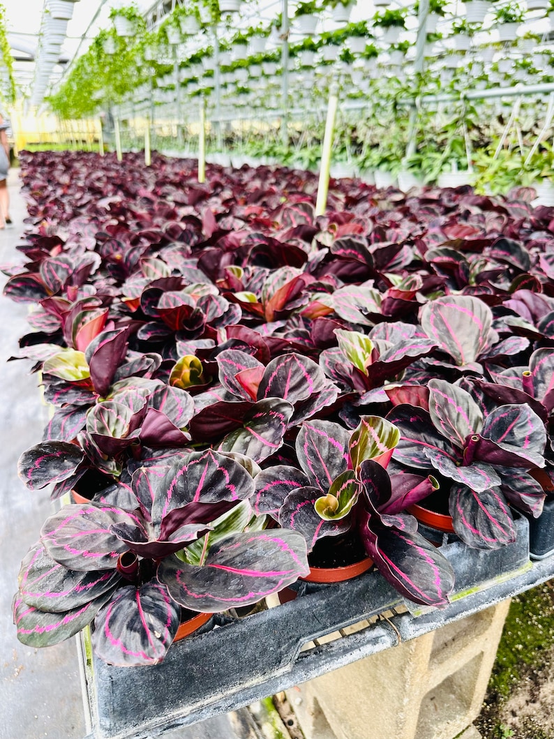 Buy Calathea Black Sun Black Plants Large Growth Calathea Gothic Decor