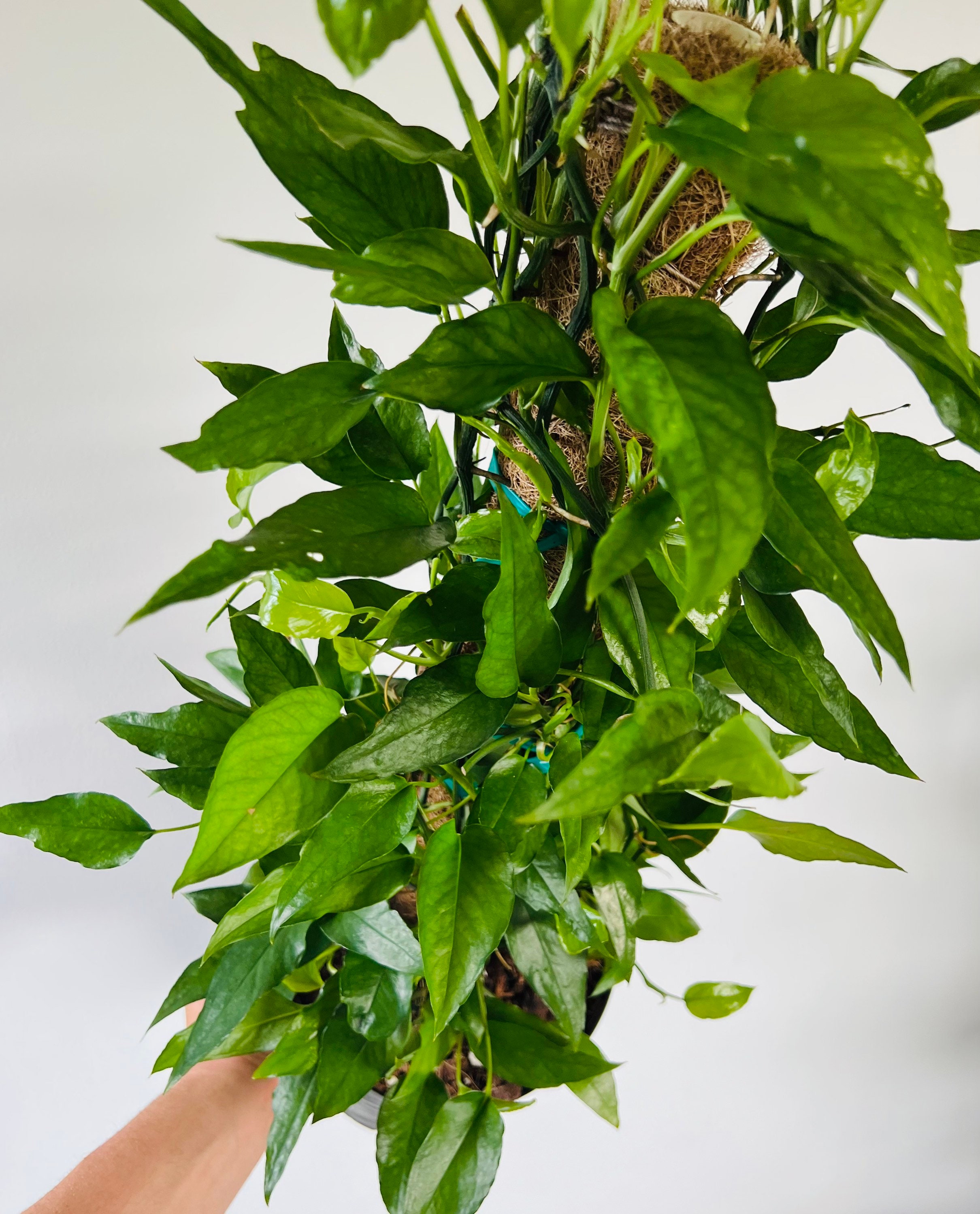 Skeleton Key Pothos Epipremnum Pinnatum skeleton Key Etsy