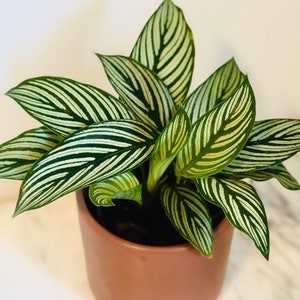 May include: A potted Calathea Ornata plant with vibrant green and white striped leaves. The plant is in a terracotta-colored ceramic pot. The leaves have a striking pattern, adding visual interest to the indoor plant.