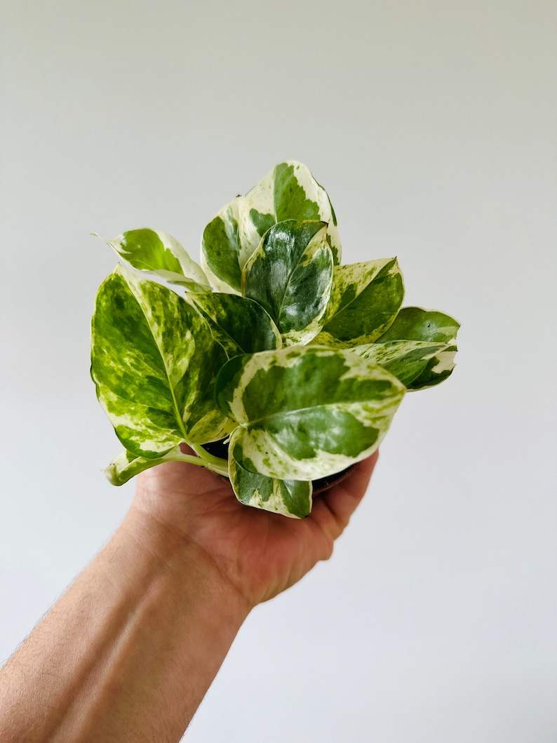 BrumleyandBloom Pothos Pearls and Jade Plant - Thumbnail 3