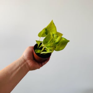 Neon Joy Pothos - Etsy
