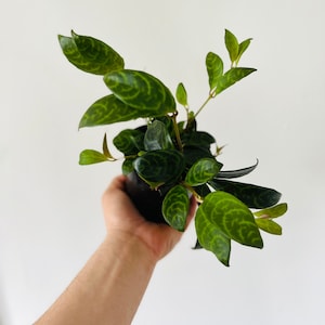 Black Pagoda - Aeschynanthus Longicaulis - Zebra Vine - Live Tropical Plant in 3” or 4” Pot