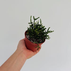 May include: A small green succulent plant in a red terracotta pot. The plant has long, thin stems and is growing in a small pot.