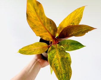 Philodendron Orange Marmalade - High Variegation - Rare Plant  - Live Plant in 5” Pot