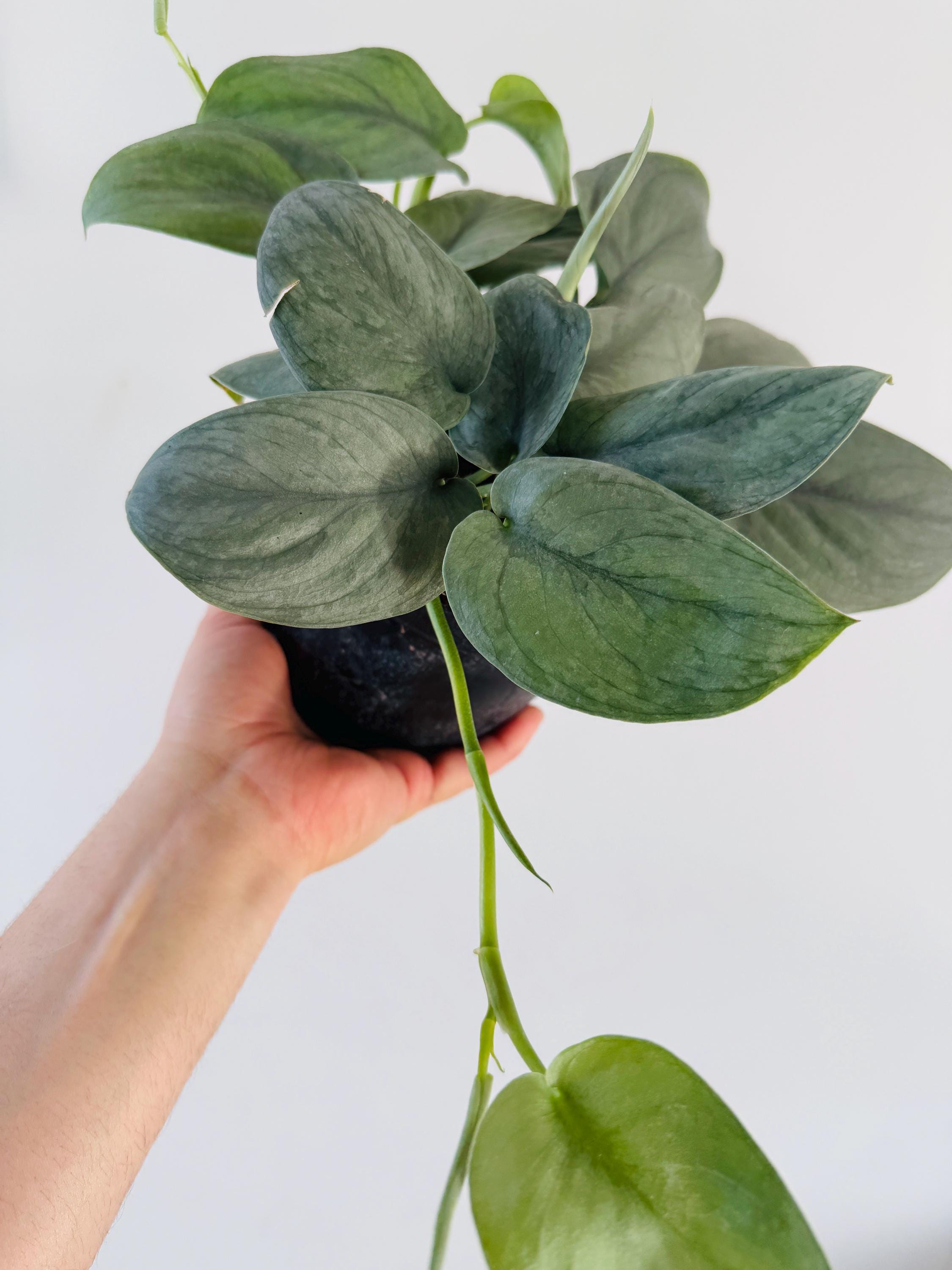 Scindapsus Platinum Lava - Rare Plants - Live Houseplant in 6” Pot