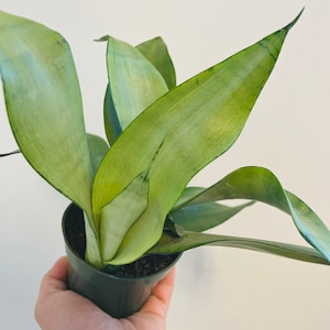 Sansevieria Moonshine - Silver Snake Plant - Air Purifying - Live Plant in 3” or 4” Pot