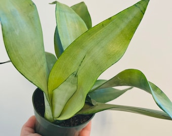 Sansevieria Moonshine - Silver Snake Plant - Air Purifying - Live Plant in 3” or 4” Pot