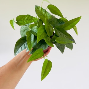 May include: A vibrant green houseplant with textured leaves. The plant has long, pointed leaves and is held in a dark pot. The leaves are a rich, deep green color, with visible veins and a slightly glossy surface. The plant is set against a plain white background.