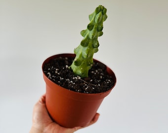 Boobie Cactus - Myrtillocactus geometrizans Fukurokuryuzinboku - Blooming Cactus - Large Cactus - Available in 6” Pots