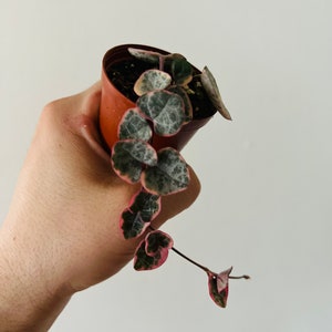 May include: A small potted plant with trailing green and pink leaves. The plant is in a brown pot with a white background.