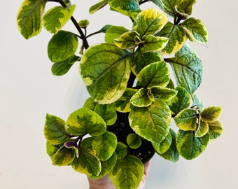 Lemon Drop Swedish Ivy - Easy Plants - Live Houseplant in 4” Pot