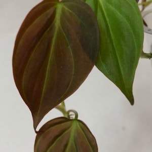 Micans Philodendron - Rare - Heart Shaped Velvet Leaf image 2