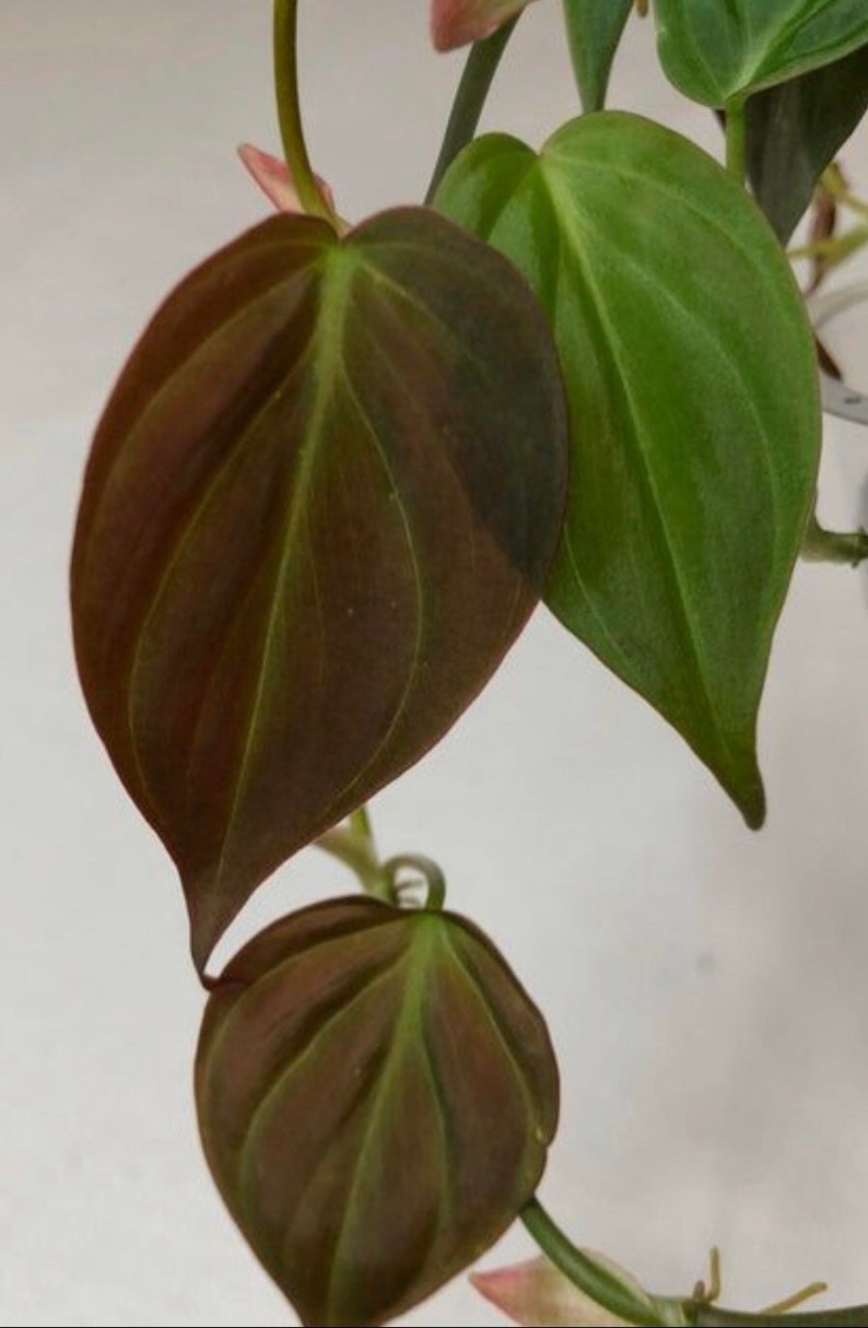 Micans Philodendron - Rare - Heart Shaped Velvet Leaf image 2
