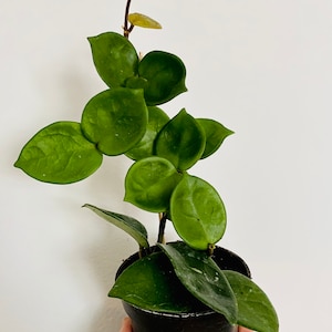 May include: A potted Hoya plant with vibrant green, round leaves. The plant is in a black pot and is set against a white background. The leaves have a waxy texture and are arranged along a slender stem.