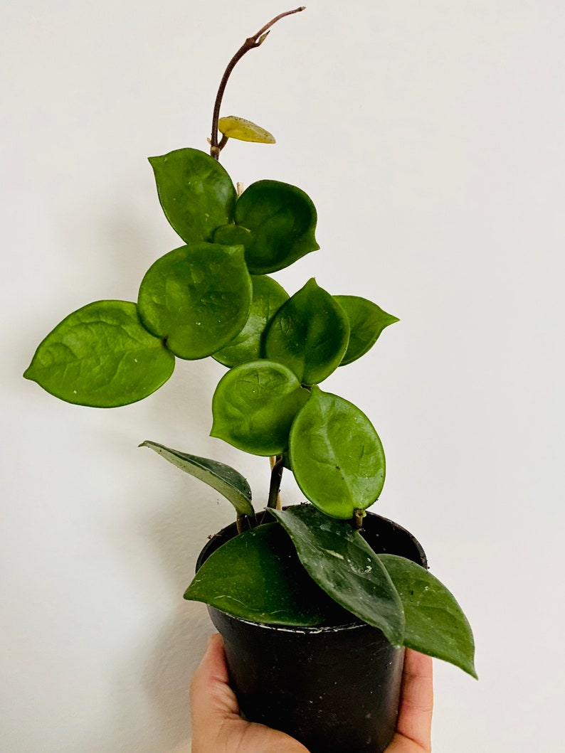 May include: A potted Hoya plant with vibrant green, round leaves. The plant is in a black pot and is set against a white background. The leaves have a waxy texture and are arranged along a slender stem.