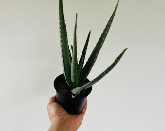 Aloe Vera - Aloe Plant - Easy Plants - Beginner Plant - Live Houseplant in 4” Pot