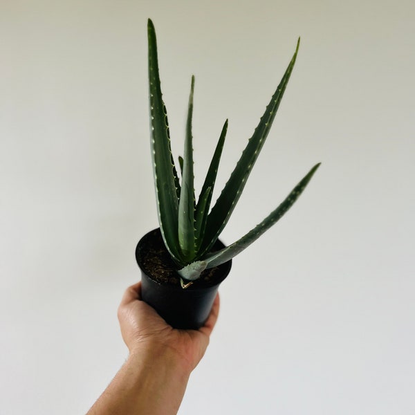 Aloe Vera - Aloe Plant - Easy Plants - Beginner Plant - Live Houseplant in 4” Pot