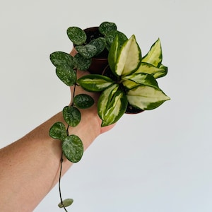 Rare Hoya Assortment #10 - Includes Hoya Mathilde Splash & Hoya Rubra - Live Houseplants in 3” Pots