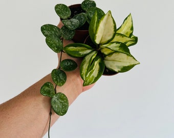 Surtido de Hoyas raras: Mathilde Splash y Rubra, plantas de interior vivas en macetas de 7,6 cm.