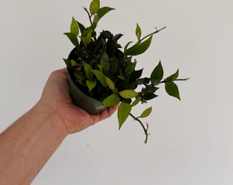 Hoya Lacunosa Langkawi Island - Purple Hoya - Tropical Wax Plant - Live Houseplant in 4” Pot