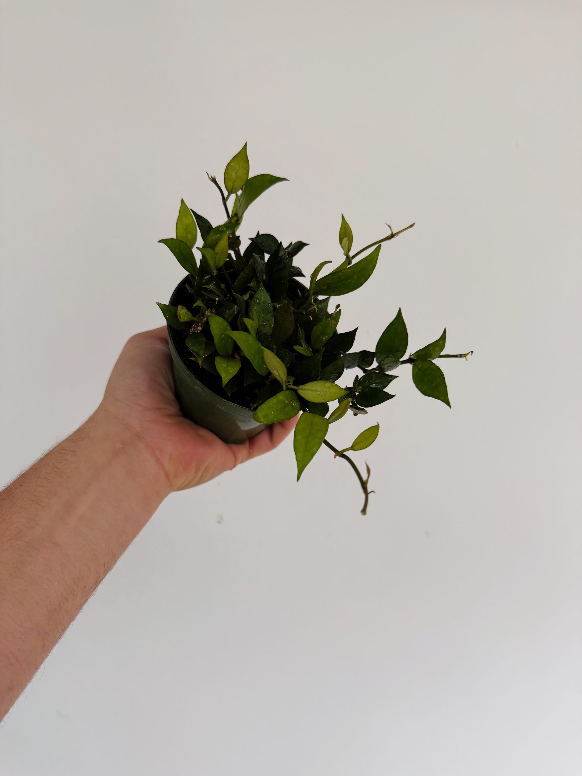 52 ＊ホヤ ＊Hoya lacunosa ＊purple ＊ラクノーサパープル 52 ＊ホヤ ＊Hoya lacunosa ＊purple ＊ラクノーサパープル