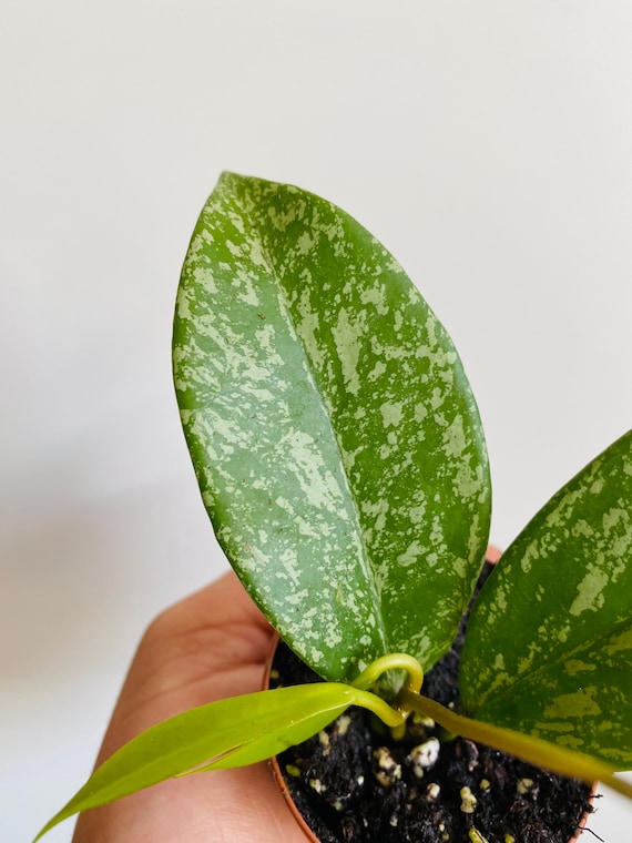 Hoya Pubicalyx - Pink Silver - Variegated Hoya - Tropical Wax