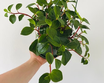 Peperomia Glabella - Baby Rubber Peperomia - Trailing Peperomia - Live Plant - Available in Multiple Sizes