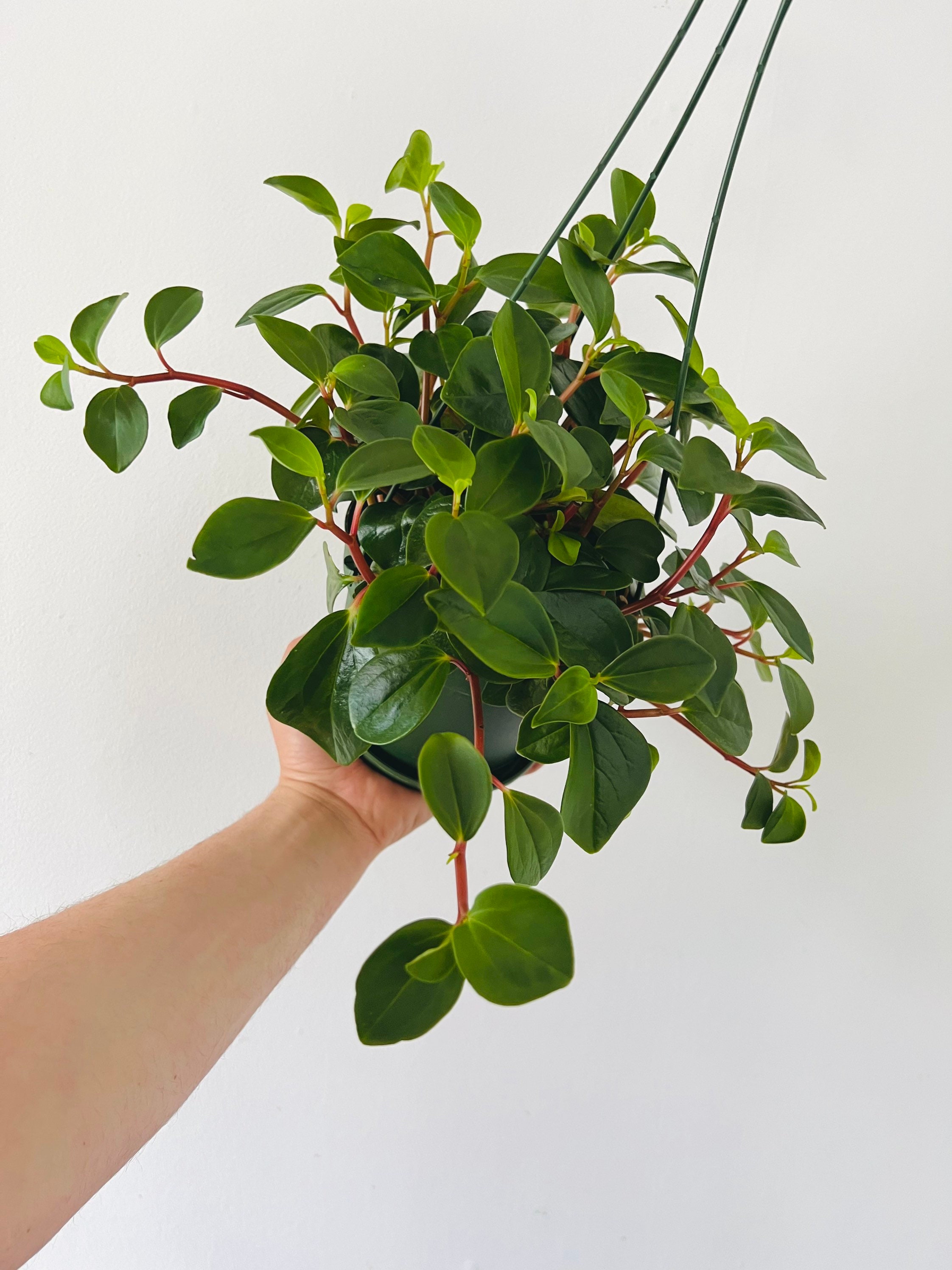 compo thuja dünger Thuja Dünger flüssig 500ml Konzentrat main image 1