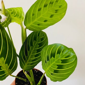 Lemon Lime Prayer Plant Maranta Leuconeura Rare Variety Tropical Plant image 2