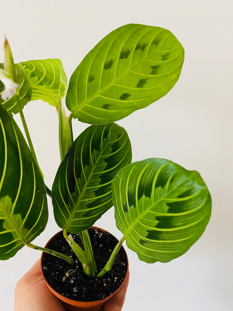 Lemon Lime Prayer Plant Maranta Leuconeura Rare Variety Tropical Plant image 2