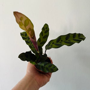 Rattlesnake Calathea Lancifolia Multiple Sizes image 3