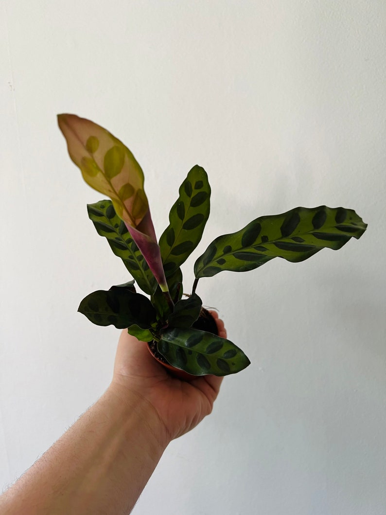 Rattlesnake Calathea Lancifolia Multiple Sizes image 3