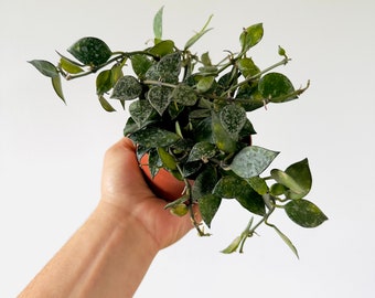 Hoya Krohniana Snow Caps - Full Heads & Vining - Available in 4” Pots