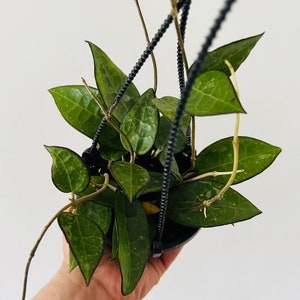 May include: A hanging plant with dark green leaves and a black metal hanger. The plant is in a black pot and is being held by a hand.