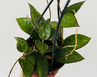 May include: A hanging plant with dark green leaves and a black metal hanger. The plant is in a black pot and is being held by a hand.