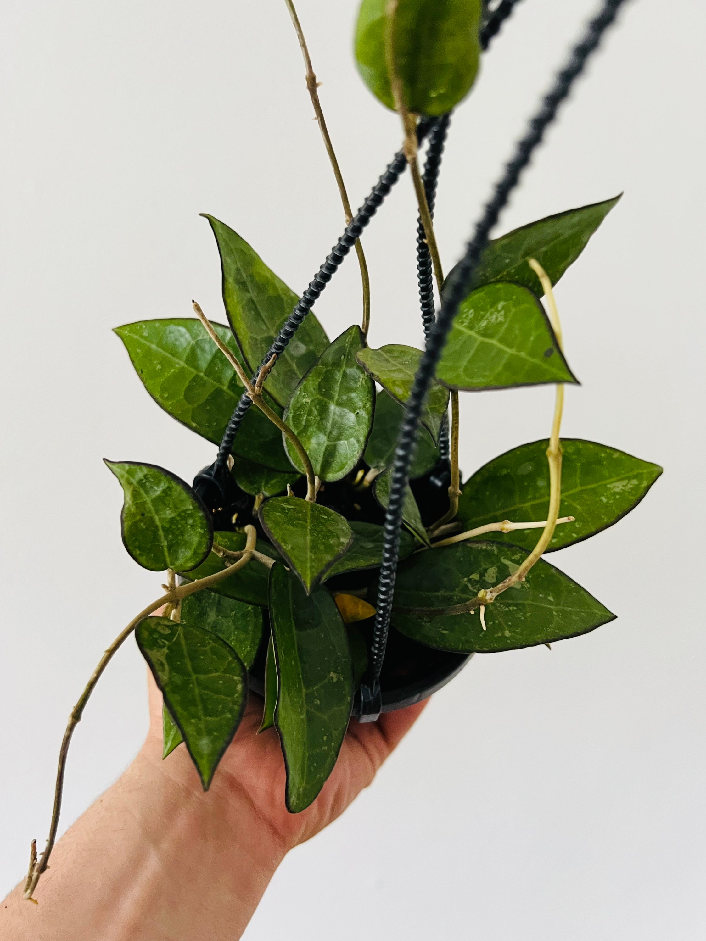 Hoya Parasitica Black Margin - Rare Hoya - Full & Trailing - Live Plant in 4” Hanging Basket