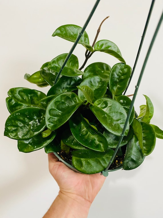 Hoya Krinkle 8 - Ripple Hoya - Crinkle Hoya - Easy Plant