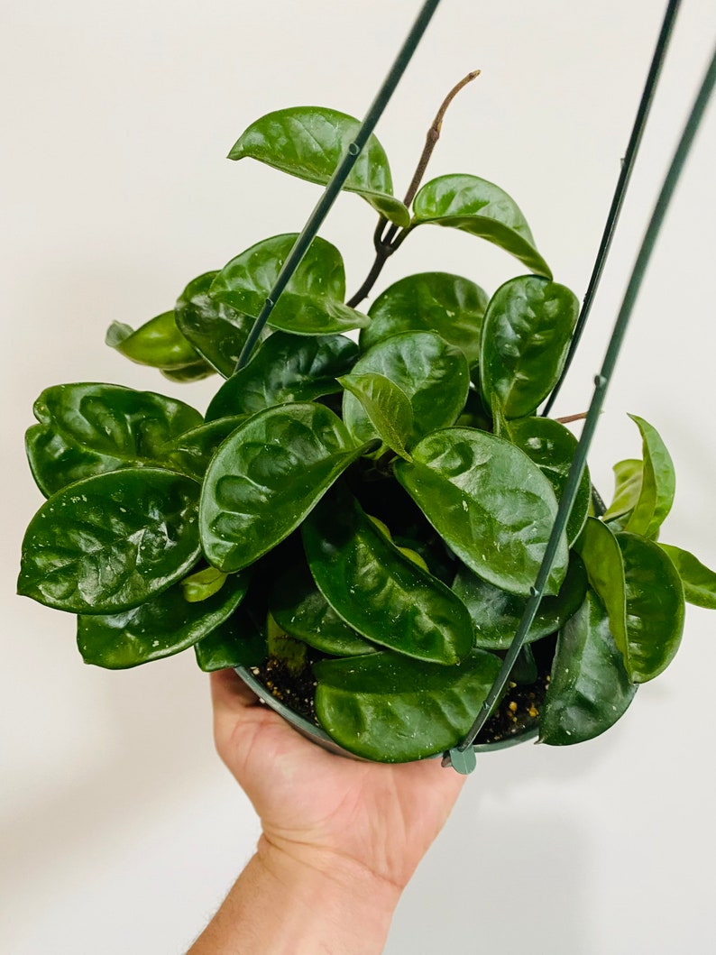 BrumleyandBloom Hoya Krinkle