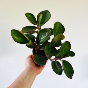 May include: A small potted plant with dark green leaves with red edges. The plant is being held by a hand.