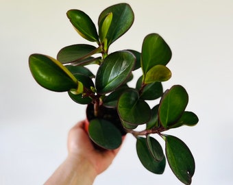 Peperomia Black Knight – Easy Beginner Live Plant