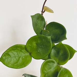 May include: Close-up of a Hoya kerrii plant, also known as a Sweetheart Hoya. The plant features vibrant, heart-shaped green leaves. A slender, brown stem extends upwards, with a few small leaves and a budding tip. The background is plain white.