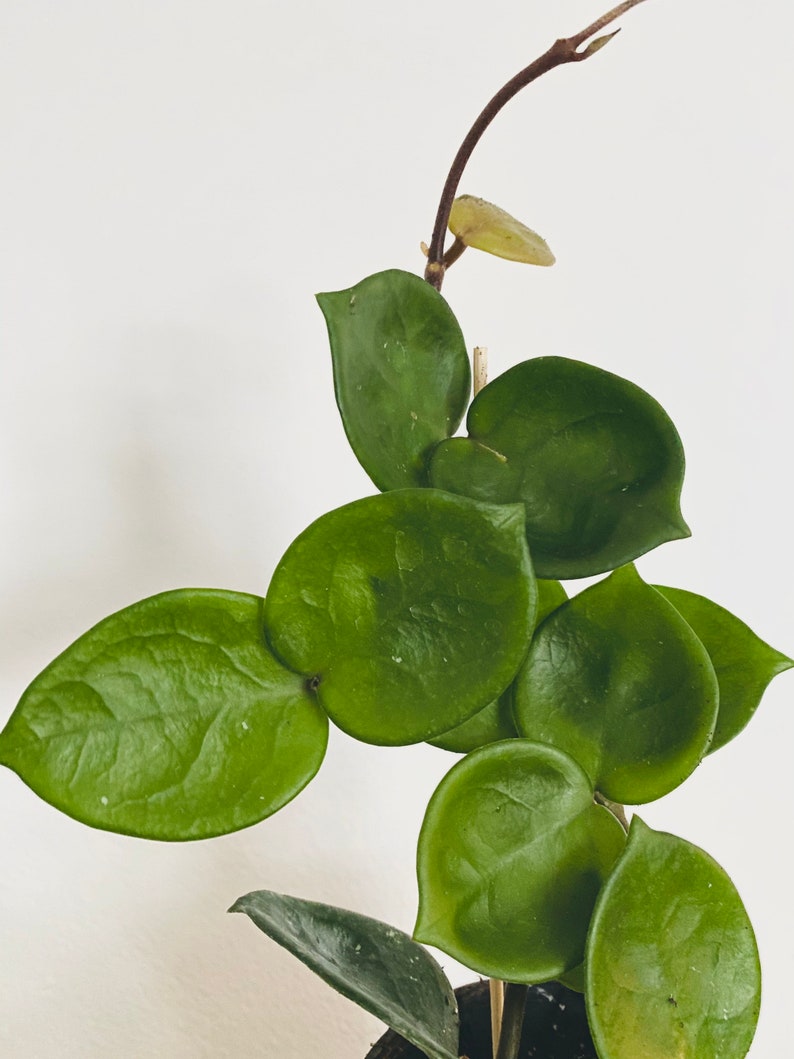 May include: Close-up of a Hoya kerrii plant, also known as a Sweetheart Hoya. The plant features vibrant, heart-shaped green leaves. A slender, brown stem extends upwards, with a few small leaves and a budding tip. The background is plain white.